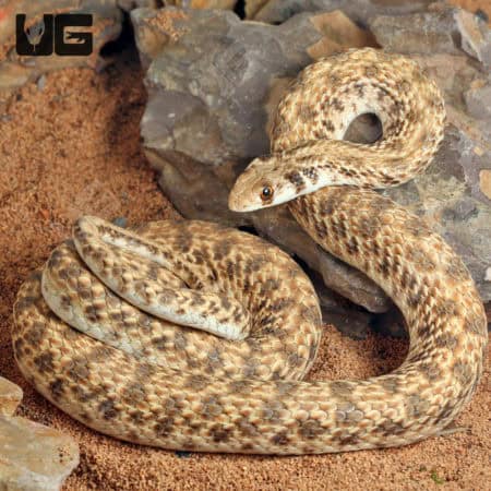 Egyptian False Cobras (Malpolon moilensis) For Sale - Underground Reptiles