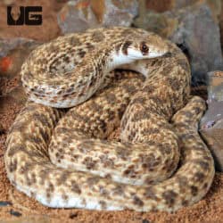 Egyptian False Cobras (Malpolon moilensis) For Sale - Underground Reptiles