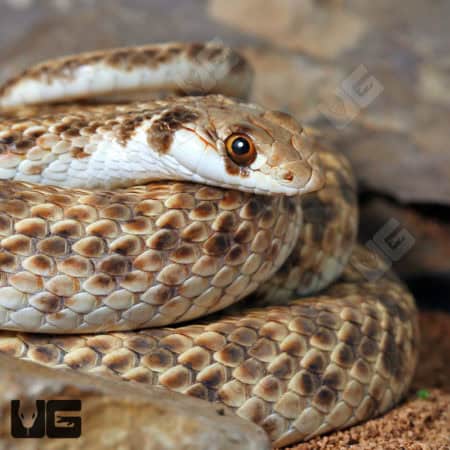 Egyptian False Cobras (Malpolon moilensis) For Sale - Underground Reptiles