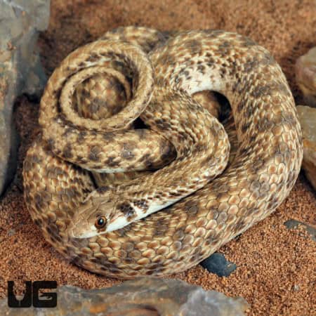 Egyptian False Cobras (Malpolon moilensis) For Sale - Underground Reptiles