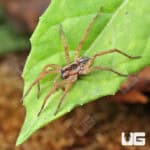 Field Wolf Spiders (Hogna lenta) for sale