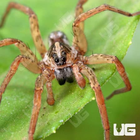 Field Wolf Spiders (Hogna lenta) for sale