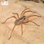 Field Wolf Spiders (Hogna lenta) for sale