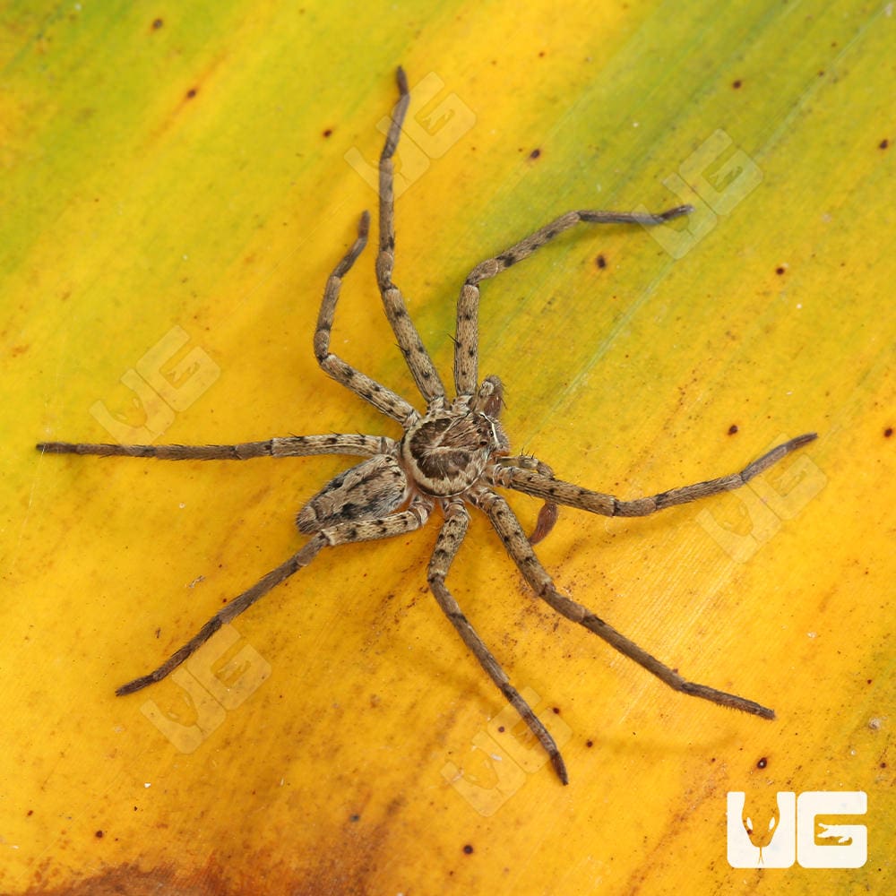 Giant Huntsman Spider (Heteropoda venatoria) For Sale - Underground Reptiles, image size:1000x1000
