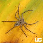 Giant Huntsman Spider (Heteropoda venatoria) For Sale - Underground Reptiles