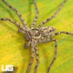 Giant Huntsman Spider (Heteropoda venatoria) For Sale - Underground Reptiles