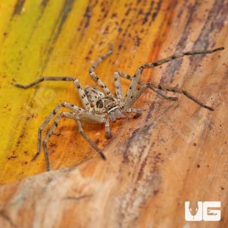 Giant Huntsman Spider (Heteropoda venatoria) For Sale - Underground Reptiles