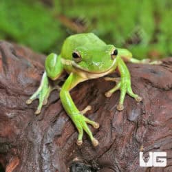 Green Tree Frogs (Hyla cinerea) For Sale - Underground Reptiles