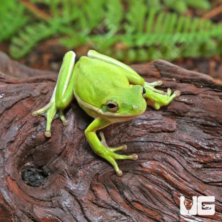 Green Tree Frogs (Hyla cinerea) For Sale - Underground Reptiles