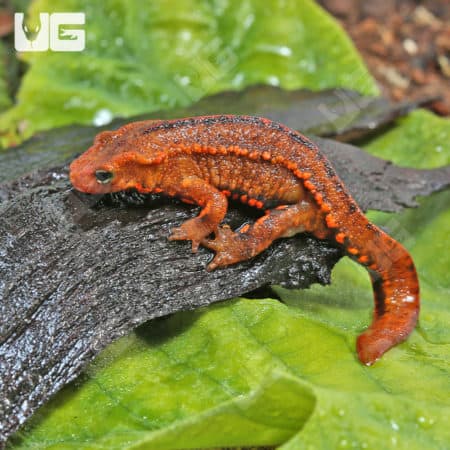 Hong Kong Warty Newt (Paramesotriton hongkongensis) for sale