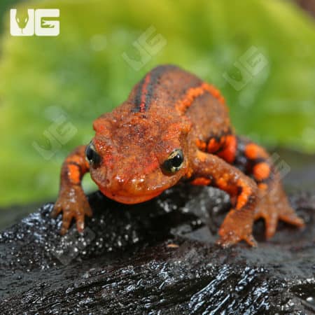 Hong Kong Warty Newt (Paramesotriton hongkongensis) for sale