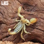 Israeli Gold Scorpion (Scorpio maurus) For Sale - Underground Reptiles