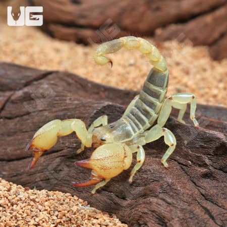 Israeli Gold Scorpion (Scorpio maurus) For Sale - Underground Reptiles