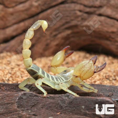 Israeli Gold Scorpion (Scorpio maurus) For Sale - Underground Reptiles