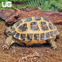 Jumbo Female Russian Tortoises For Sale - Underground Reptiles