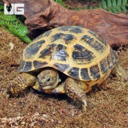 Jumbo Female Russian Tortoises For Sale - Underground Reptiles