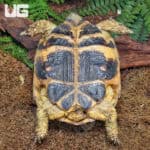 Jumbo Female Russian Tortoises For Sale - Underground Reptiles