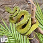 Green Tree Python (Morelia viridis) For Sale - Underground Reptiles