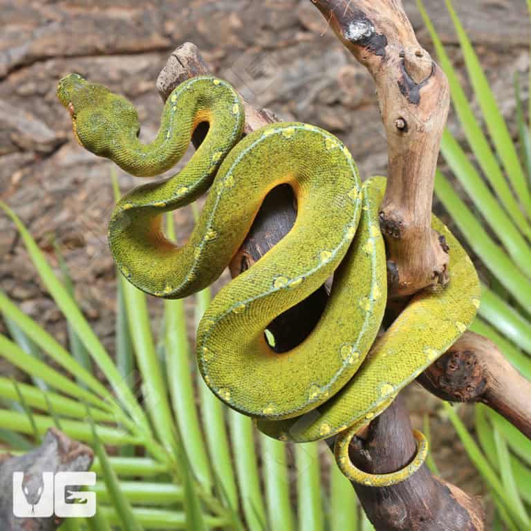 Green Tree Python (Morelia viridis) For Sale - Underground Reptiles
