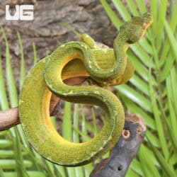 Green Tree Python (Morelia viridis) For Sale - Underground Reptiles