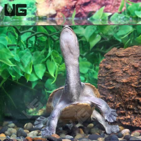 Northern Snake Neck Turtle (Chelodina Rugosa) for sale