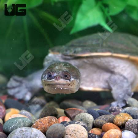 Northern Snake Neck Turtle (Chelodina Rugosa) for sale