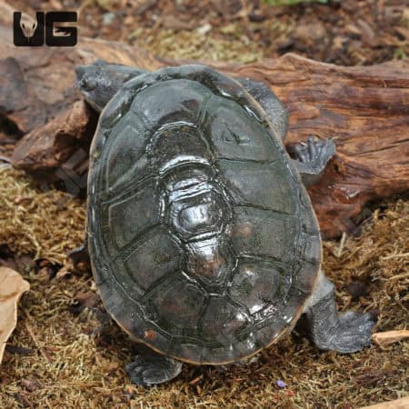 Northern Snake Neck Turtle (Chelodina Rugosa) for sale