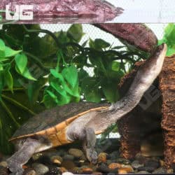 Northern Snake Neck Turtle (Chelodina Rugosa) for sale