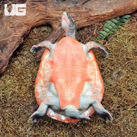 Juvenile Pinkbelly Sideneck Turtles (Emydura subglobosa) For Sale - Underground Reptiles