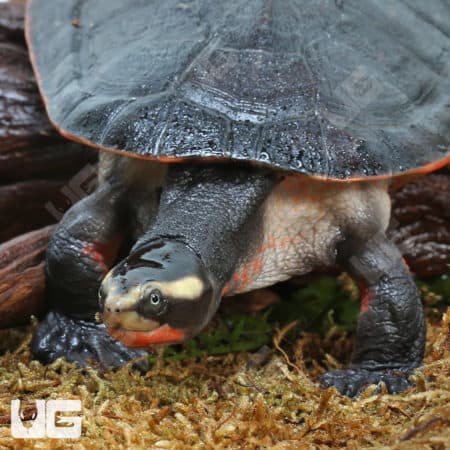 Juvenile Pinkbelly Sideneck Turtles (Emydura subglobosa) For Sale - Underground Reptiles
