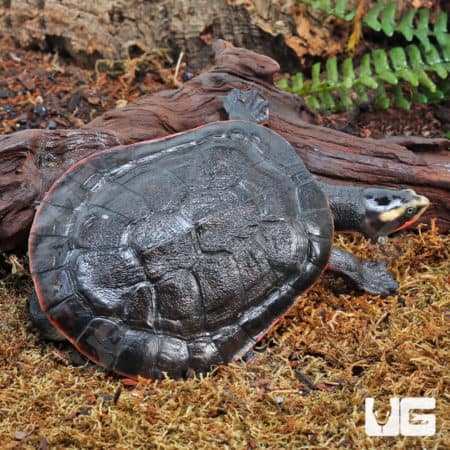 Juvenile Pinkbelly Sideneck Turtles (Emydura subglobosa) For Sale - Underground Reptiles