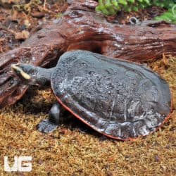 Juvenile Pinkbelly Sideneck Turtles (Emydura subglobosa) For Sale - Underground Reptiles