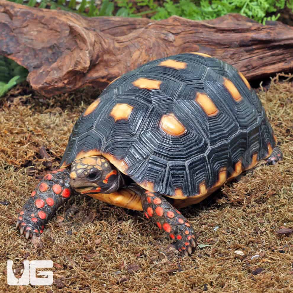 Tortoises For Sale - Underground Reptiles