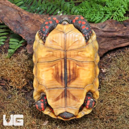 Juvenile Redfoot Tortoises (Chelonoidis carbonaria) For Sale - Underground Reptiles