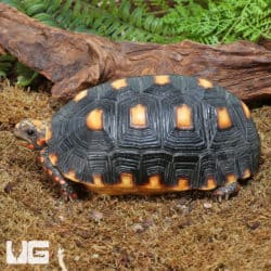 Juvenile Redfoot Tortoises (Chelonoidis carbonaria) For Sale - Underground Reptiles