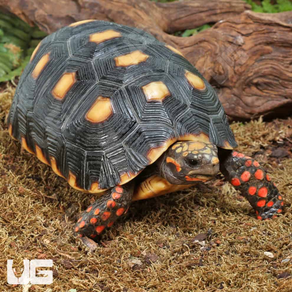 Juvenile Redfoot Tortoises For Sale - Underground Reptiles