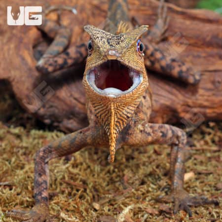 Kuhl's Angelhead Lizards (Gonocephalus kuhlii) for sale