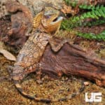 Kuhl's Angelhead Lizards (Gonocephalus kuhlii) for sale
