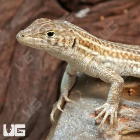 Leopard Fringe Fingered Lizards (Acanthodactylus pardalis) For Sale - Underground Reptiles