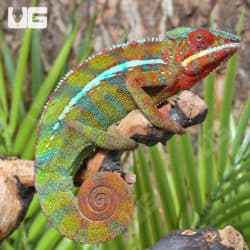 Ambilobe Panther Chameleons (Furcifer pardalis) For Sale - Underground Reptiles