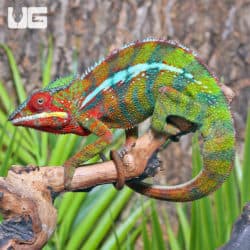 Ambilobe Panther Chameleons (Furcifer pardalis) For Sale - Underground Reptiles