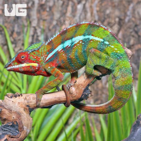 Ambilobe Panther Chameleons (Furcifer pardalis) For Sale - Underground Reptiles
