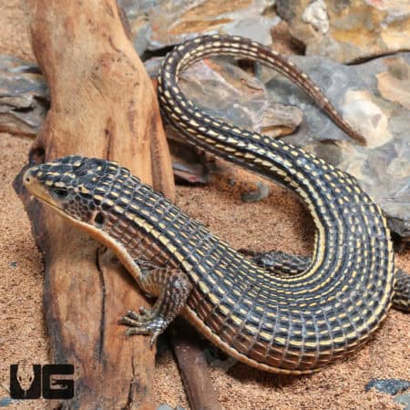 Major Plated Lizards (Pogona vitticeps) For Sale - Underground Reptiles