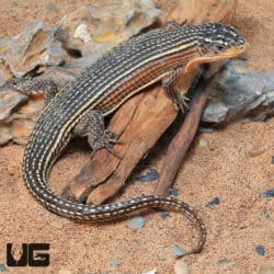 Major Plated Lizards (Pogona vitticeps) For Sale - Underground Reptiles