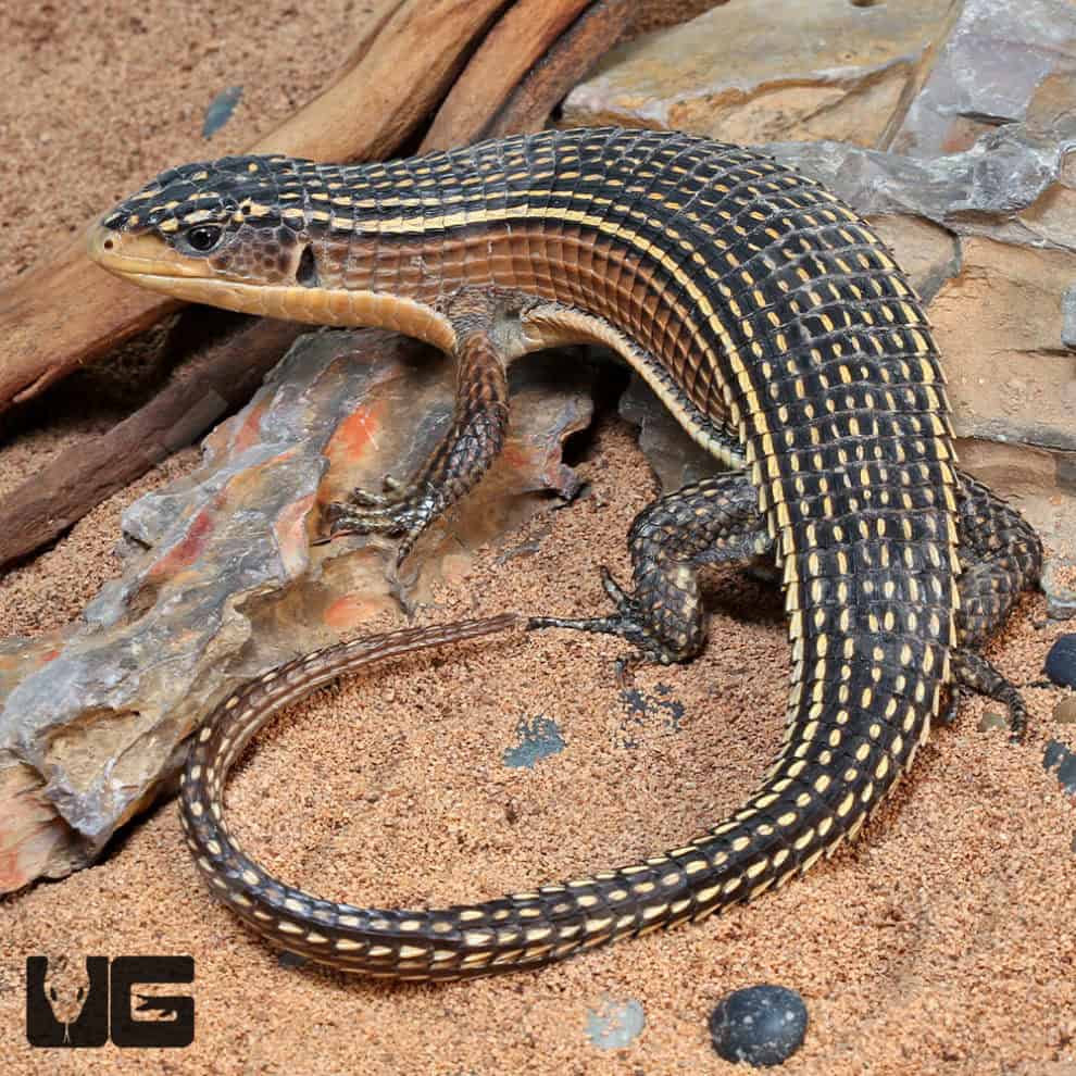 Major Plated Lizards (Pogona vitticeps) For Sale Underground Reptiles