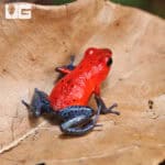 Nicaragua Strawberry Pumilio Dart Frogs (Dendrobates pumilio) for sale - Underground Reptiles