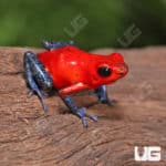 Nicaragua Strawberry Pumilio Dart Frogs (Dendrobates pumilio) for sale - Underground Reptiles