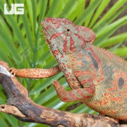 Oustalets Chameleons (Furcifer chamaeleo oustaleti) For Sale - Underground Reptiles