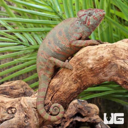 Oustalets Chameleons (Furcifer chamaeleo oustaleti) For Sale - Underground Reptiles