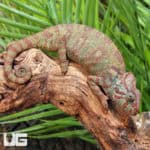Oustalets Chameleons (Furcifer chamaeleo oustaleti) For Sale - Underground Reptiles